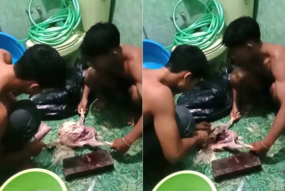 Miris Atlet Binaraga Kabupaten Malang Makan Ayam Tiren