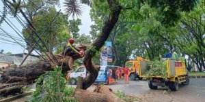 Ternyata Ini Aturan Pangkas Pohon Tepi Jalan Menurut DLH Kota Malang