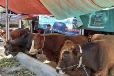 Harga Hewan Kurban Sapi di Kabupaten Malang Mulai Mahal