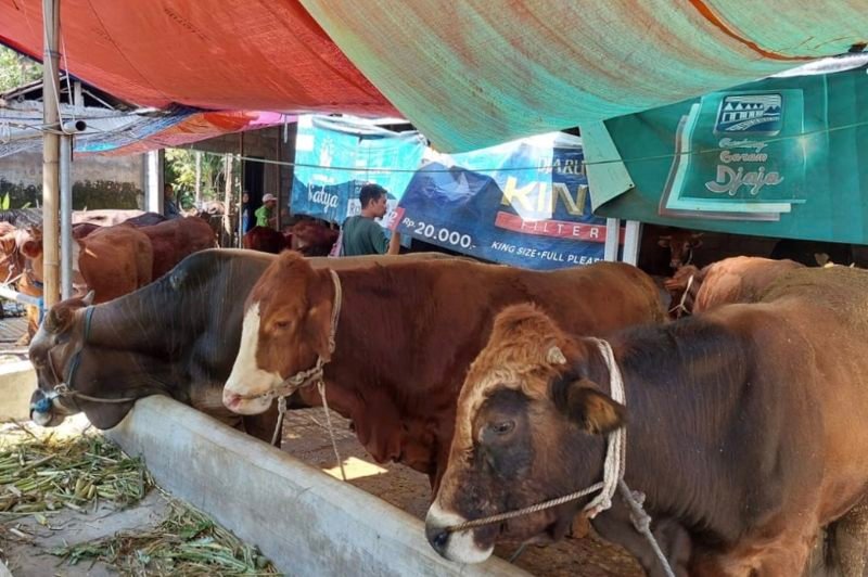 Harga Hewan Kurban Sapi di Kabupaten Malang Mulai Mahal