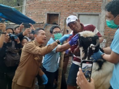 Wali Kota Malang Tinjau Langsung Kesehatan Hewan Kurban Jelang Iduladha 1446 H