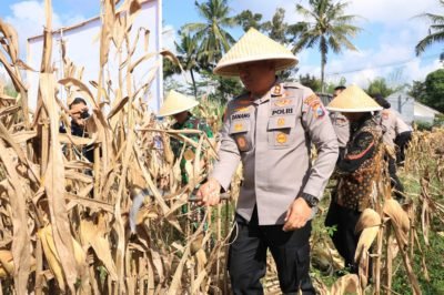 Polres Malang Panen Raya Jagung Serentak, Dukung Ketahanan Pangan Nasional