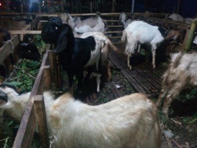 Antisipasi Penyakit, DPKH Kabupaten Malang Periksa Hewan Kurban