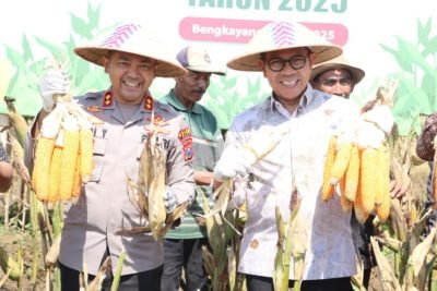 Panen Raya Jagung, Kolaborasi Polres dan Forkopimda Dorong Ketahanan Pangan  
