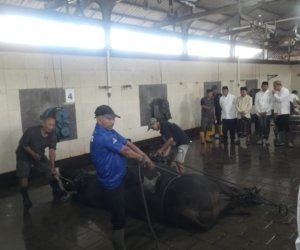 Sapi 950 Kg Presiden Prabowo, Dipotong di RPH Kota Malang Sesuai SOP