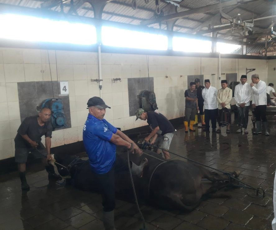 Sapi 950 Kg Presiden Prabowo, Dipotong di RPH Kota Malang Sesuai SOP