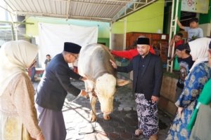 Sapi Kurban Presiden ke Pesanggrahan, Wali Kota Batu Berkurban di Sumberejo