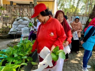 Mulai Lansia hingga Kelompok Wanita, Warga Kota Batu Antusias Panen Sayur Organik