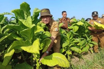 Lahan Tanaman Tembakau di Kabupaten Malang Bertambah, Tersebar di 31 Kecamatan