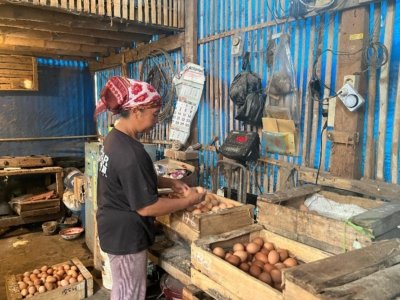 Pakan Jagung dan MBG Pengaruhi Kenaikan Harga Telur Ayam di Kota Malang