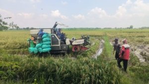 Beras Kabupaten Malang Tak Dipoles, Kurang Diminati Pasar Lokal