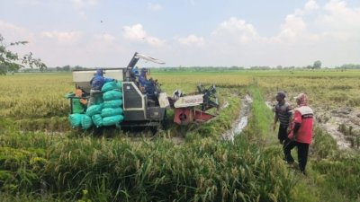 Beras Kabupaten Malang Tak Dipoles, Kurang Diminati Pasar Lokal