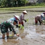 Perkuat Ketahanan Pangan, TNI Turun Sawah Bantu Petani Tingkatkan Produktivitas Pertanian