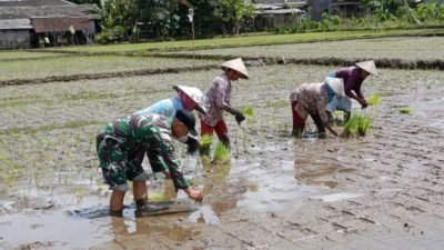 Perkuat Ketahanan Pangan, TNI Turun Sawah Bantu Petani Tingkatkan Produktivitas Pertanian