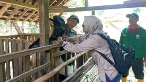 Ratusan Kambing di Desa Lebakharjo Terjaring Tim Kesehatan Hewan Disuntik Vitamin