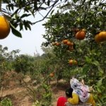 Petani Holtikultura di Kabupaten Malang Hijrah ke Tanaman Jeruk