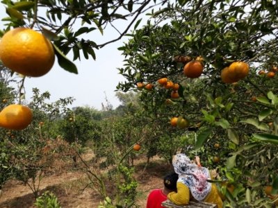 Petani Holtikultura di Kabupaten Malang Hijrah ke Tanaman Jeruk
