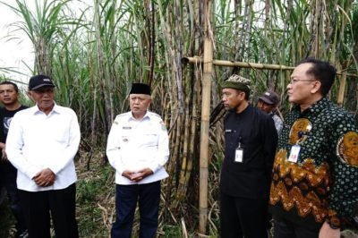 Gula Rafinasi Dijual di Pasaran, Sebabkan Serapan Gula Petani Rendah