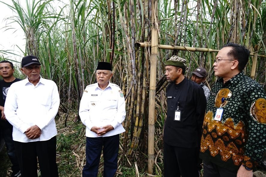 Gula Rafinasi Dijual di Pasaran, Sebabkan Serapan Gula Petani Rendah