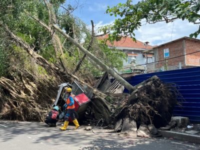 Pohon Tumbang di Kota Malang Timpah Mobil dan Warung