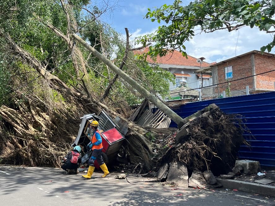 Pohon Tumbang di Kota Malang Timpah Mobil dan Warung