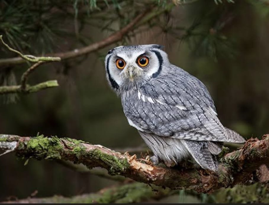 Hadapi Hama Tikus, Pemkab Malang perluas Pasang Rumah Burung Hantu