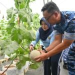 Lanud Abd Saleh Panen Melon Hidroponik Wujudkan Kemandirian Pangan 