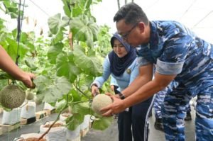 Lanud Abd Saleh Panen Melon Hidroponik Wujudkan Kemandirian Pangan 