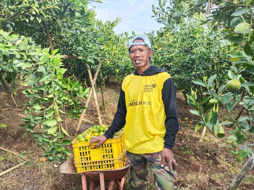 Program MBG Bawa Angin Segar Bagi Petani Jeruk di Kalisongo, Kabupaten Malang