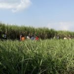 Sentra Tebu di Gondanglegi Bakal Jadi Peta Jalan Swasembada Gula Nasional 2028-2030