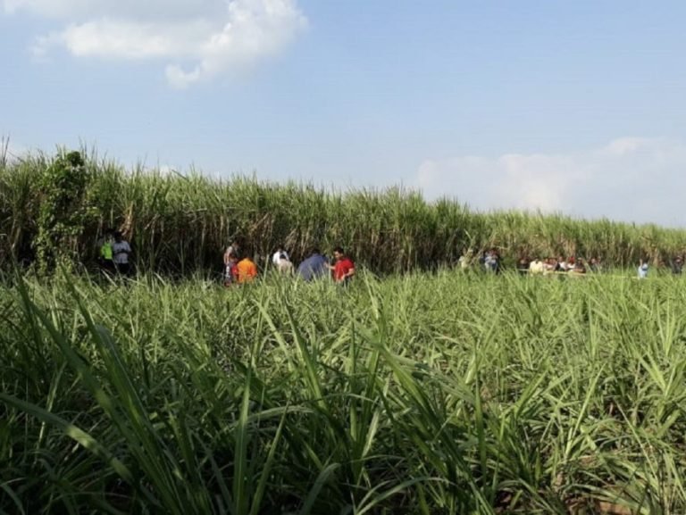 Sentra Tebu di Gondanglegi Bakal Jadi Peta Jalan Swasembada Gula Nasional 2028-2030