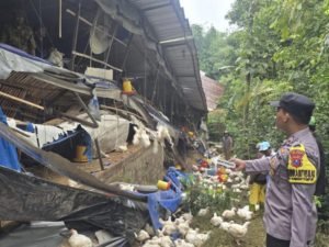 Polres Malang Selidiki Unsur Kelalaian Robohnya Kandang Ayam yang Tewaskan Dua Orang