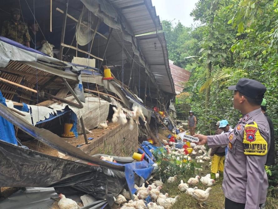 Polres Malang Selidiki Unsur Kelalaian Robohnya Kandang Ayam yang Tewaskan Dua Orang