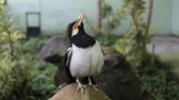 Burung Kicau Terancam Punah, PCBA Jaga Melalui Upaya Penangkaran