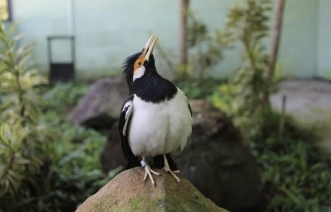 Burung Kicau Terancam Punah, PCBA Jaga Melalui Upaya Penangkaran