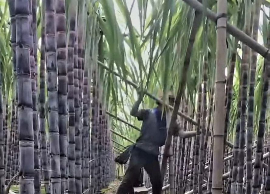 Bantuan Dana Bongkar Ratoon di Kabupaten Malang, Diduga Tak Merata