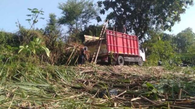 Peran Penyuluh Pertanian Dioptimalkan, Antisipasi Polemik Program Bongkar Ratoon