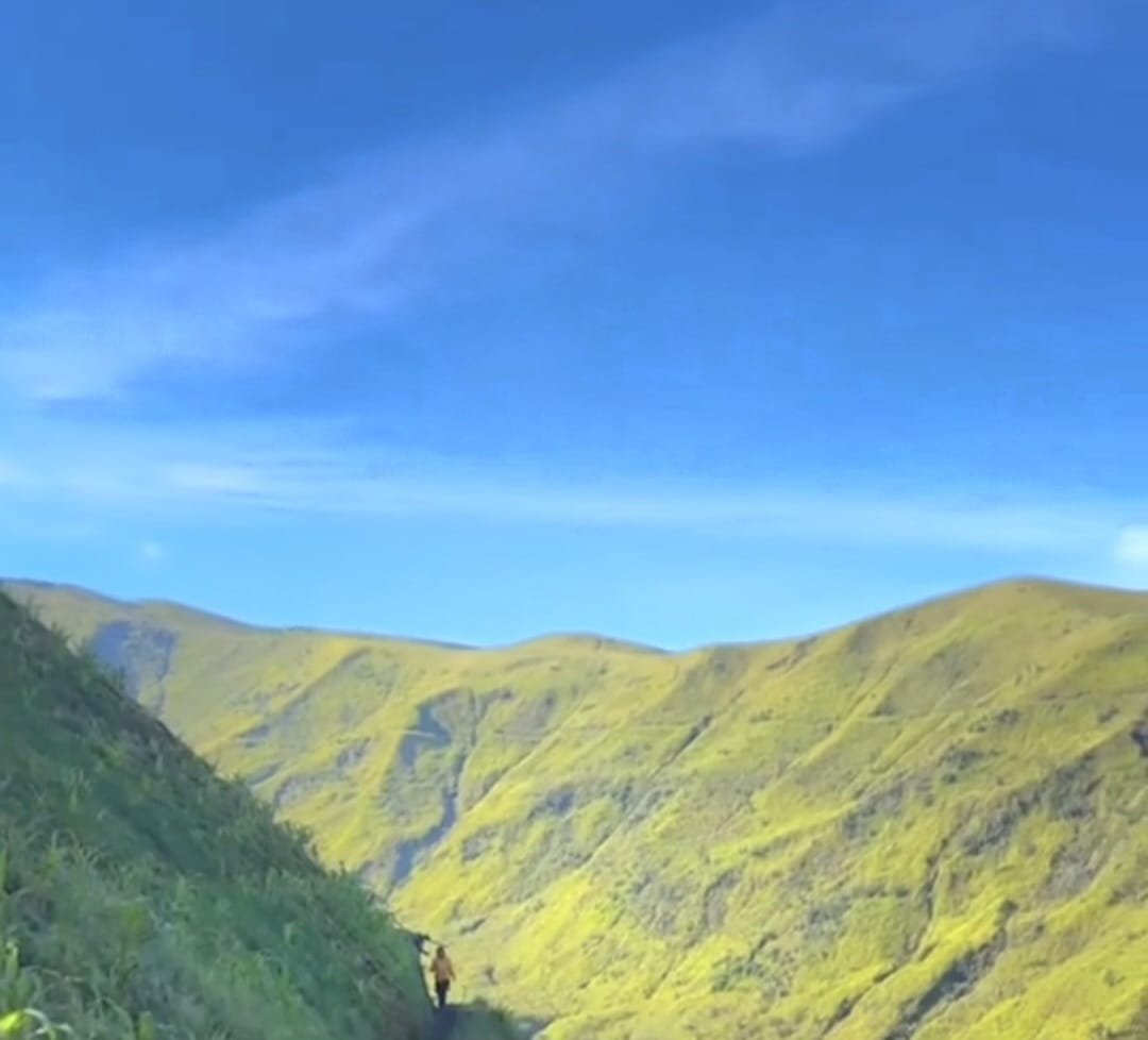 Hamparan Sabana Hijau di Kawasan Gunung Bromo Jadi Primadona Wisatawan