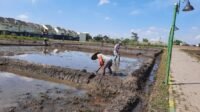 Petani di Kabupaten Malang Disiapkan DTPHP 85 Pompa Air Jika Lahan Sawah Alami Kekeringan