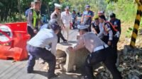 358-Tutup portal jalan alternatif Klemuk Jalan Alternatif Klemuk Ditutup, Sopir Truk Susu Buka Paksa, Tim Gabungan Kembali Tutup Portal Klemuk