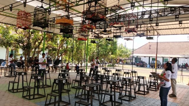 Mahesa Bird Contest 'September Ceria' Sedot Ratusan Kicaumania hingga Sumbawa