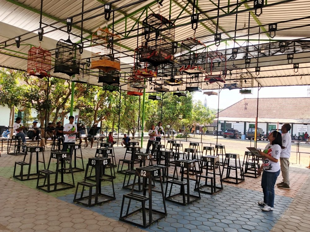 Mahesa Bird Contest 'September Ceria' Sedot Ratusan Kicaumania hingga Sumbawa